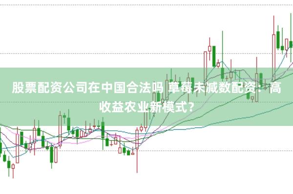 股票配资公司在中国合法吗 草莓未减数配资：高收益农业新模式？