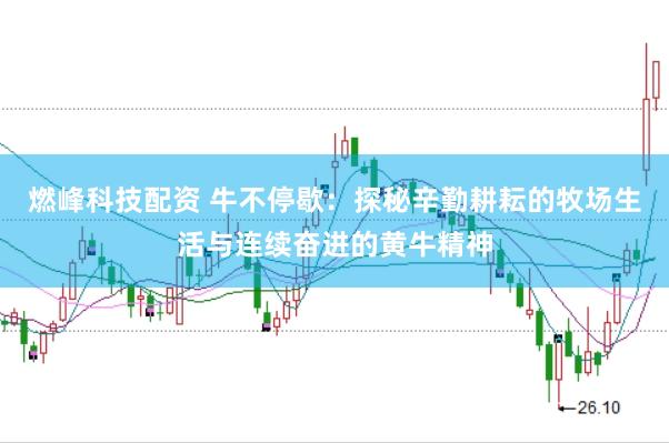 燃峰科技配资 牛不停歇：探秘辛勤耕耘的牧场生活与连续奋进的黄牛精神